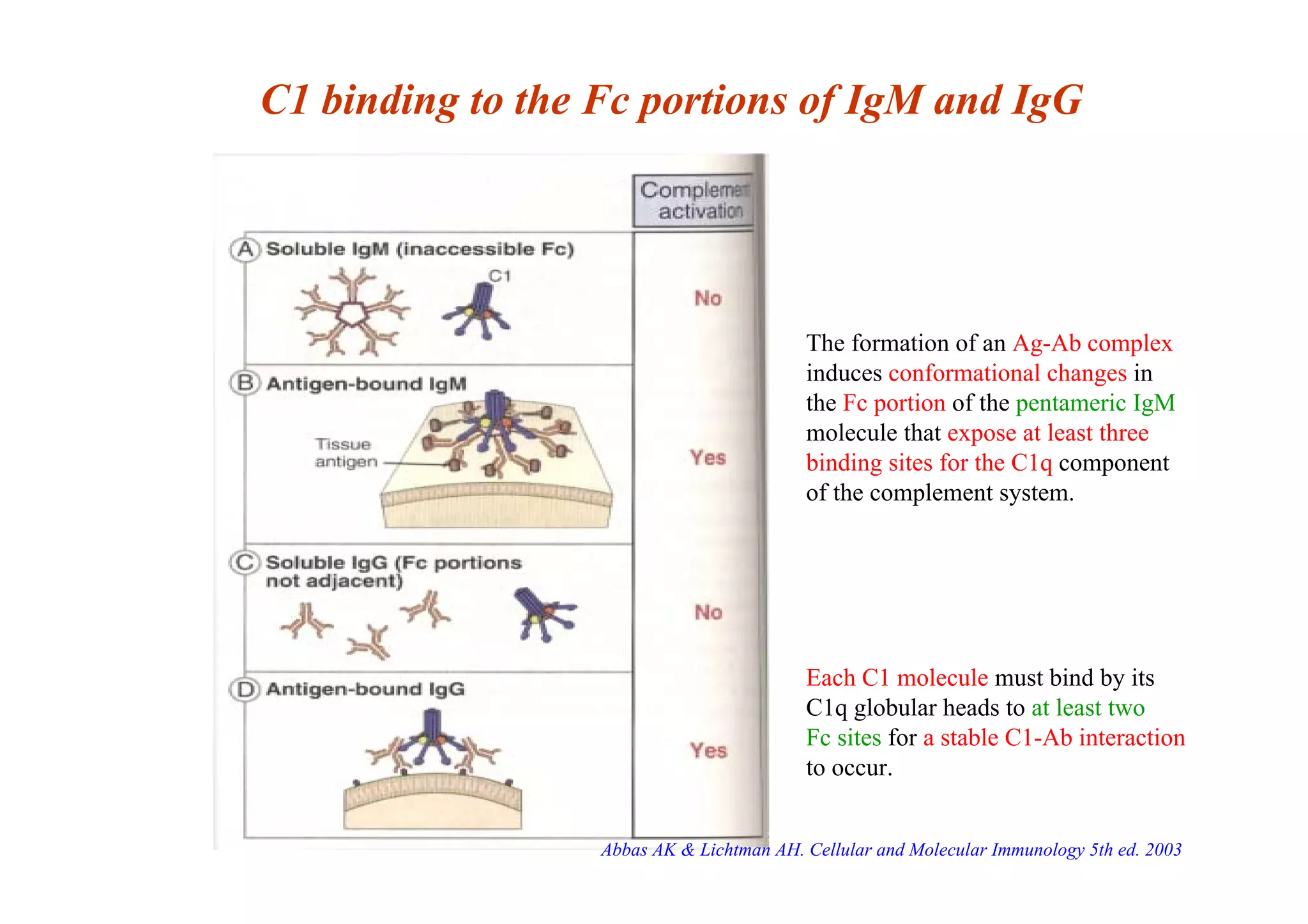 C1 binding to the Fc portions of IgM and IgG
The formation of an Ag-Ab complex
induces conformational changes in
the Fc portion of the pentameric IgM
molecule that expose at least three
binding sites for the C1q component
of the complement system.
Each C1 molecule must bind by its
C1q globular heads to at least two
Fc sites for a stable C1-Ab interaction
to occur.
Abbas AK & Lichtman AH. Cellular and Molecular Immunology 5th ed. 2003
 