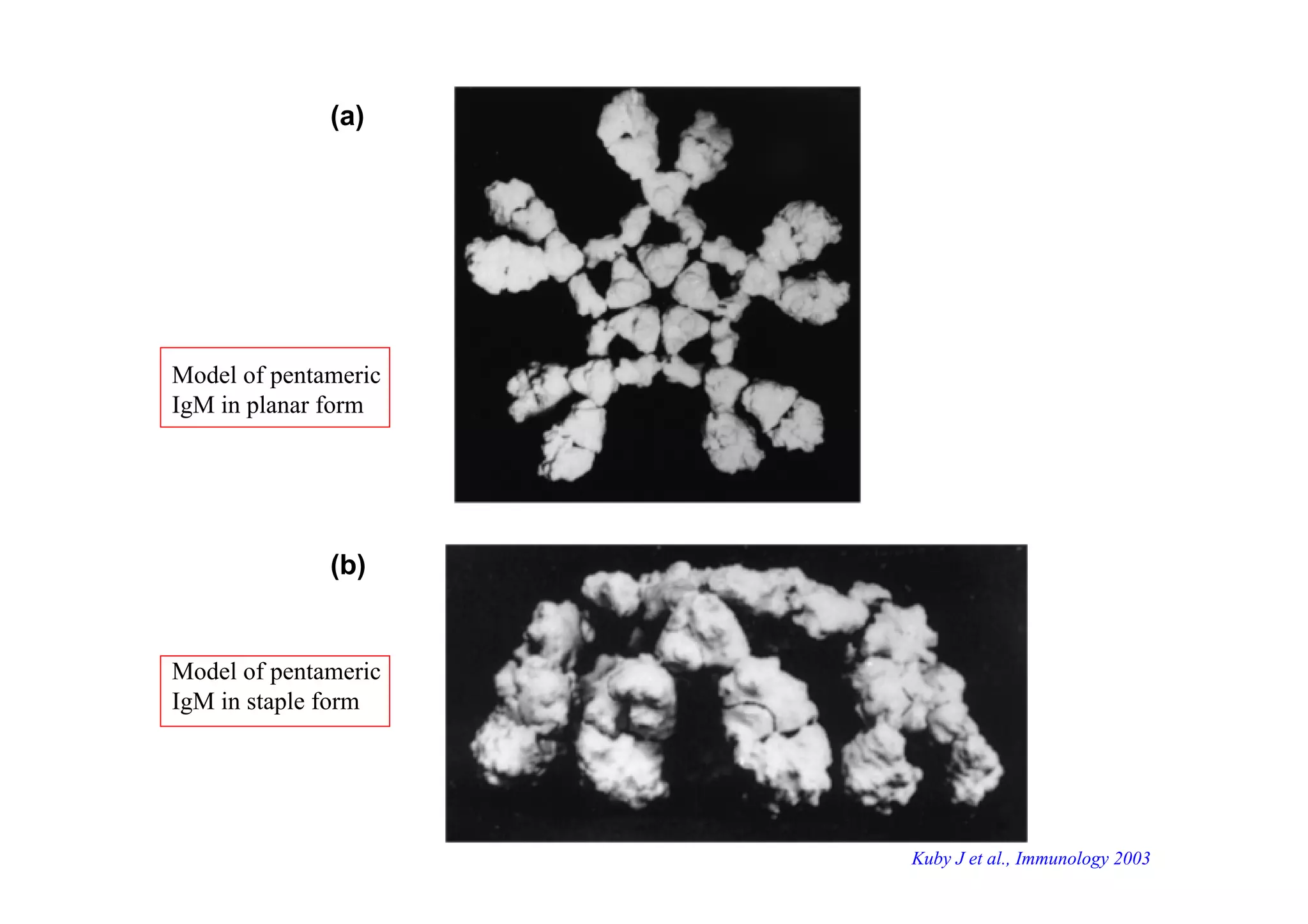 (a)
(b)
Kuby J et al., Immunology 2003
Model of pentameric
IgM in planar form
Model of pentameric
IgM in staple form
 