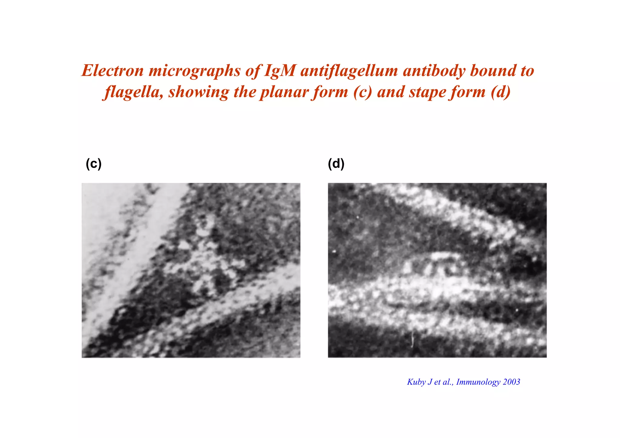 (c) (d)
Electron micrographs of IgM antiflagellum antibody bound to
flagella, showing the planar form (c) and stape form (d)
Kuby J et al., Immunology 2003
 