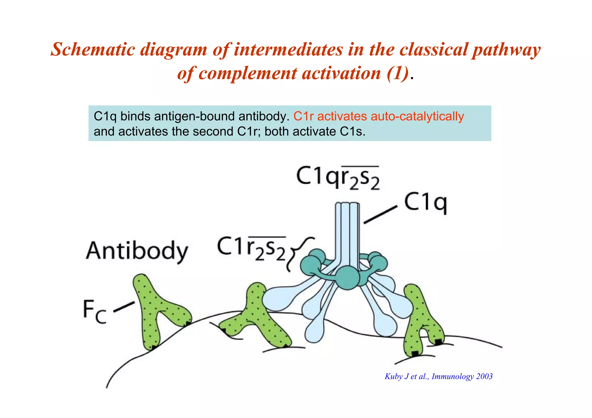Schematic diagram of intermediates in the classical pathway
of complement activation (1).
C1q binds antigen-bound antibody. C1r activates auto-catalytically
and activates the second C1r; both activate C1s.
Kuby J et al., Immunology 2003
 