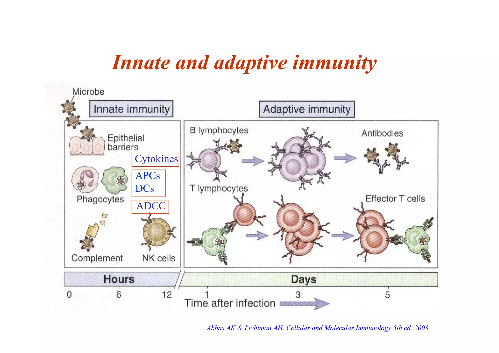 Innate and adaptive immunity
ADCC
Cytokines
APCs
DCs
Abbas AK & Lichtman AH. Cellular and Molecular Immunology 5th ed. 2003
 