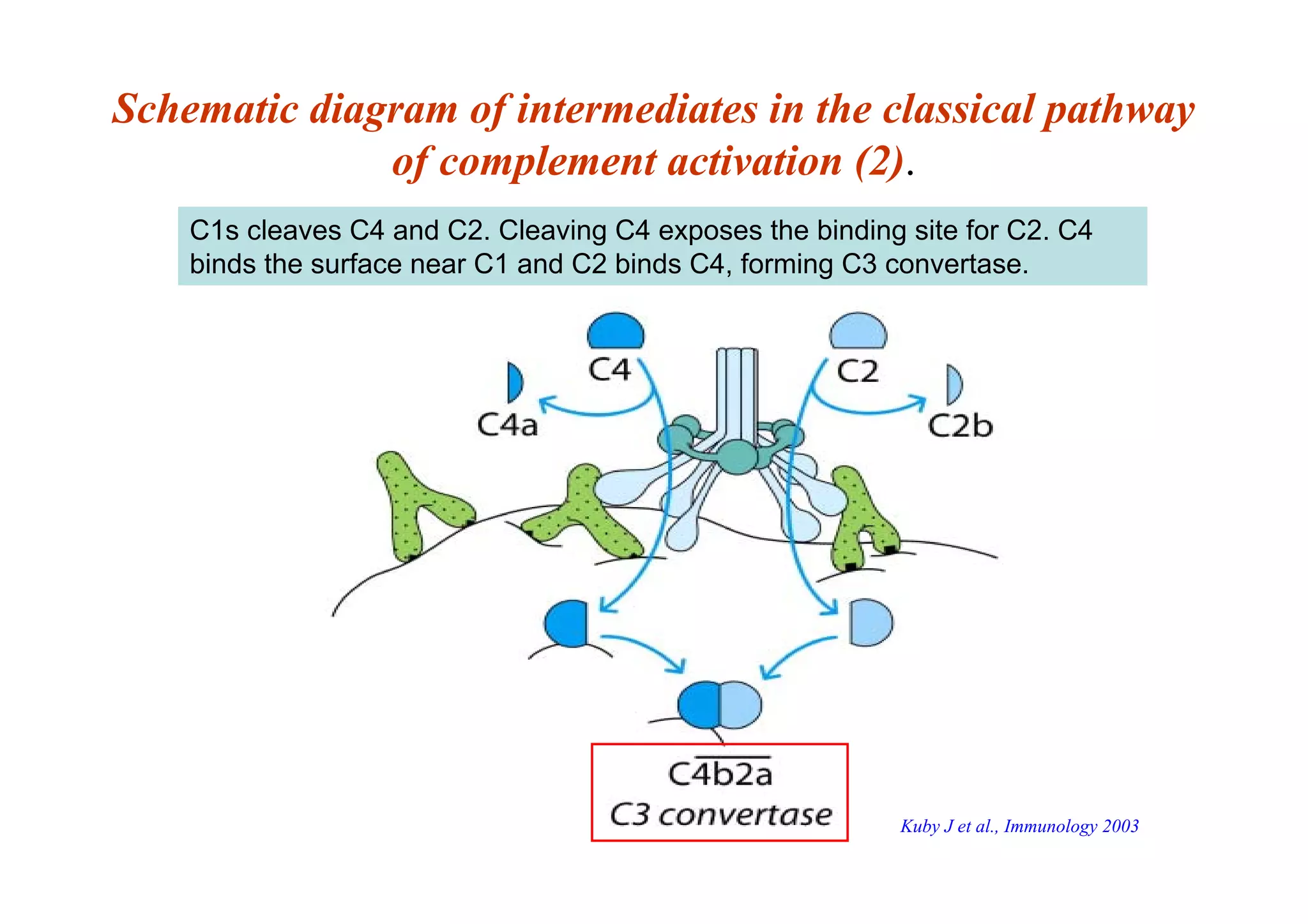 Schematic diagram of intermediates in the classical pathway
of complement activation (2).
C1s cleaves C4 and C2. Cleaving C4 exposes the binding site for C2. C4
binds the surface near C1 and C2 binds C4, forming C3 convertase.
Kuby J et al., Immunology 2003
 