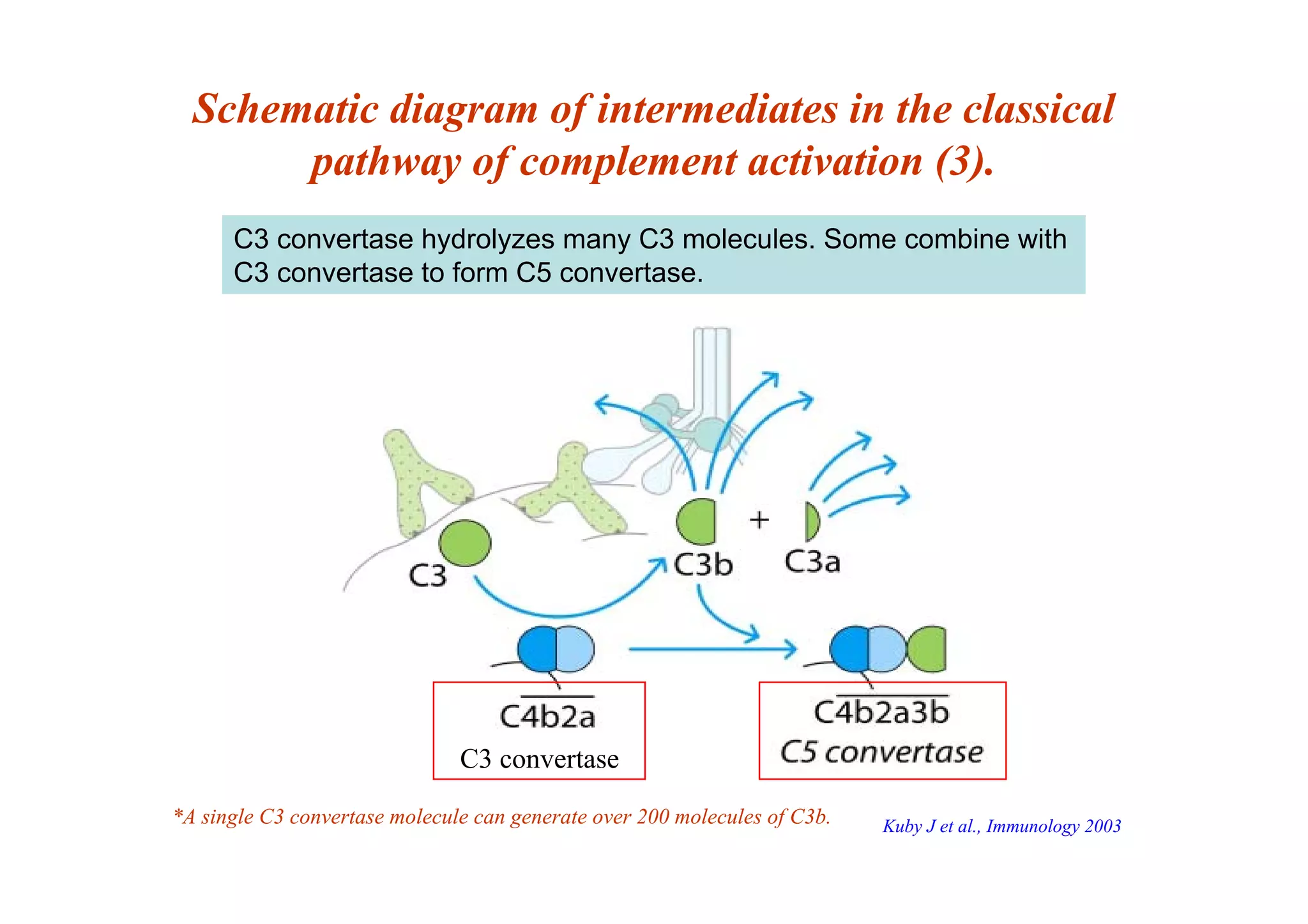 Schematic diagram of intermediates in the classical
pathway of complement activation (3).
C3 convertase hydrolyzes many C3 molecules. Some combine with
C3 convertase to form C5 convertase.
*A single C3 convertase molecule can generate over 200 molecules of C3b.
C3 convertase
Kuby J et al., Immunology 2003
 
