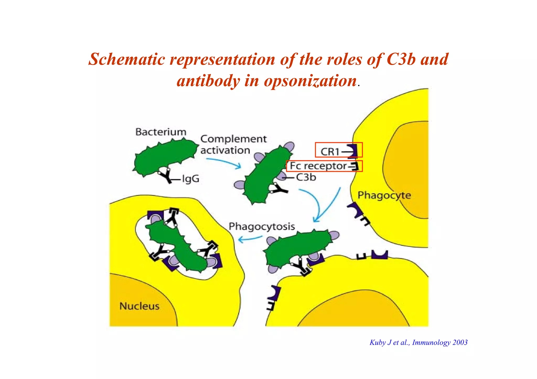 Schematic representation of the roles of C3b and
antibody in opsonization.
Kuby J et al., Immunology 2003
 
