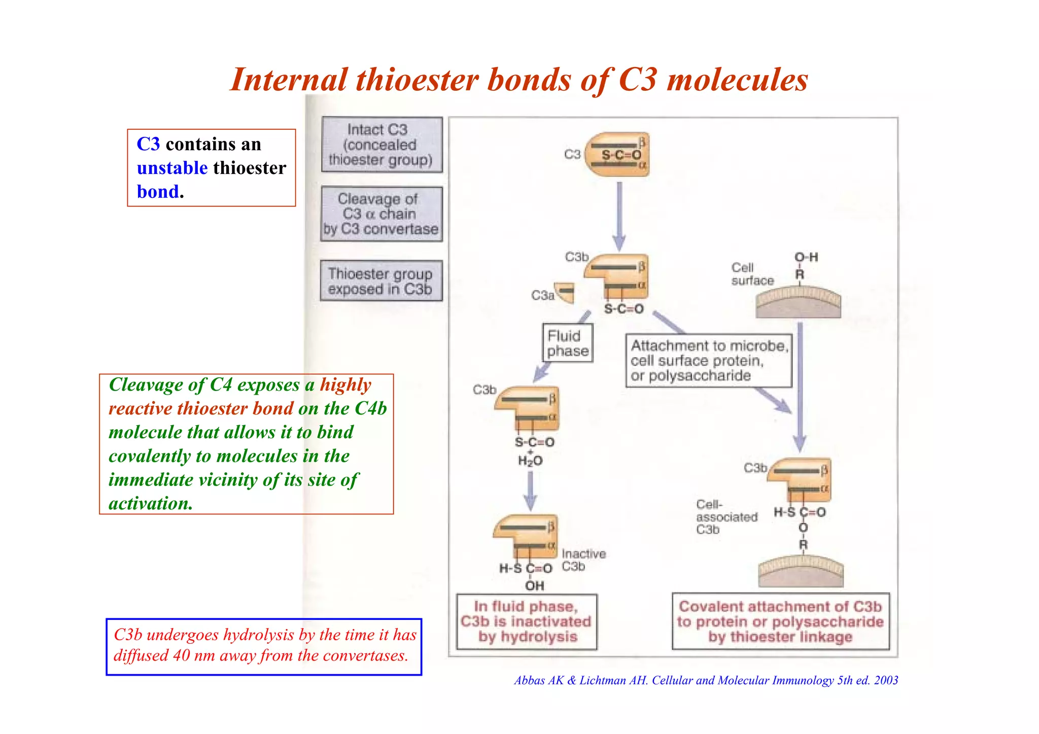 Internal thioester bonds of C3 molecules
Cleavage of C4 exposes a highly
reactive thioester bond on the C4b
molecule that allows it to bind
covalently to molecules in the
immediate vicinity of its site of
activation.
C3 contains an
unstable thioester
bond.
C3b undergoes hydrolysis by the time it has
diffused 40 nm away from the convertases.
Abbas AK & Lichtman AH. Cellular and Molecular Immunology 5th ed. 2003
 