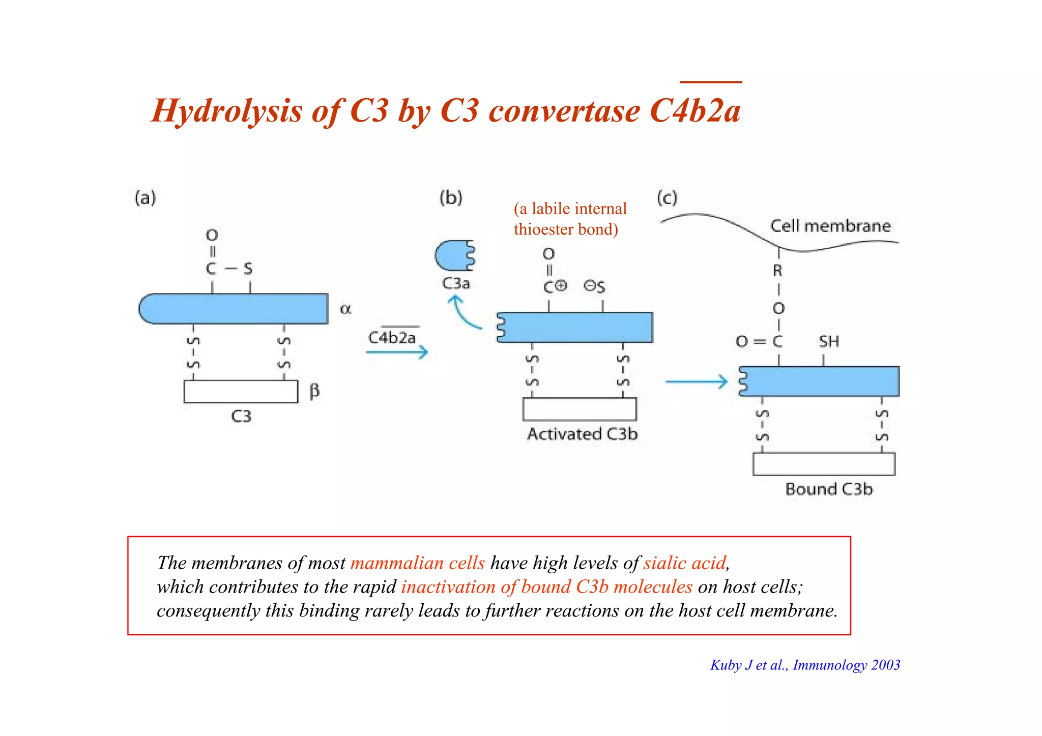 _____
Hydrolysis of C3 by C3 convertase C4b2a
The membranes of most mammalian cells have high levels of sialic acid,
which contributes to the rapid inactivation of bound C3b molecules on host cells;
consequently this binding rarely leads to further reactions on the host cell membrane.
(a labile internal
thioester bond)
Kuby J et al., Immunology 2003
 