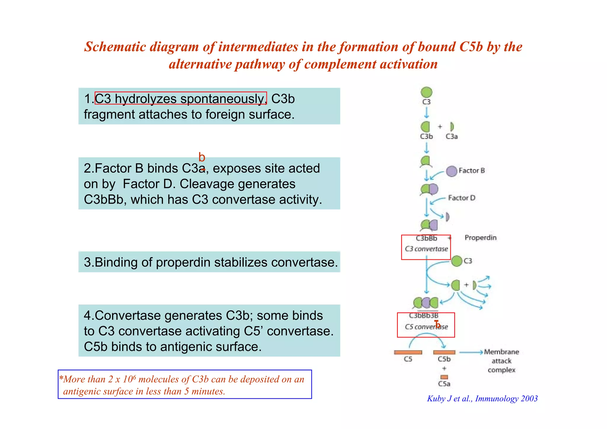 1.C3 hydrolyzes spontaneously, C3b
fragment attaches to foreign surface.
2.Factor B binds C3a, exposes site acted
on by Factor D. Cleavage generates
C3bBb, which has C3 convertase activity.
3.Binding of properdin stabilizes convertase.
4.Convertase generates C3b; some binds
to C3 convertase activating C5’ convertase.
C5b binds to antigenic surface.
Schematic diagram of intermediates in the formation of bound C5b by the
alternative pathway of complement activation
b
b
*More than 2 x 106 molecules of C3b can be deposited on an
antigenic surface in less than 5 minutes.
Kuby J et al., Immunology 2003
 