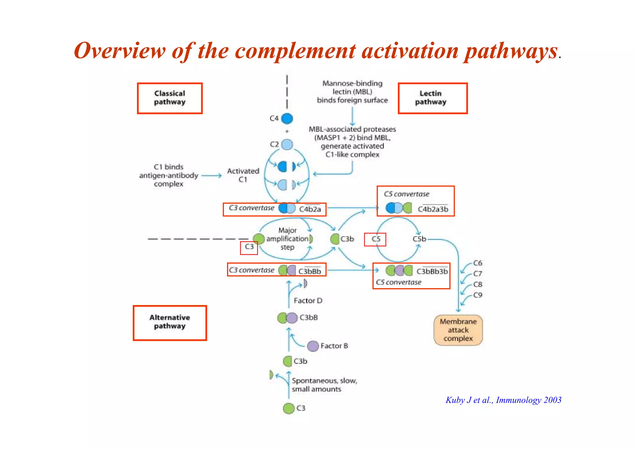 Overview of the complement activation pathways.
Kuby J et al., Immunology 2003
 