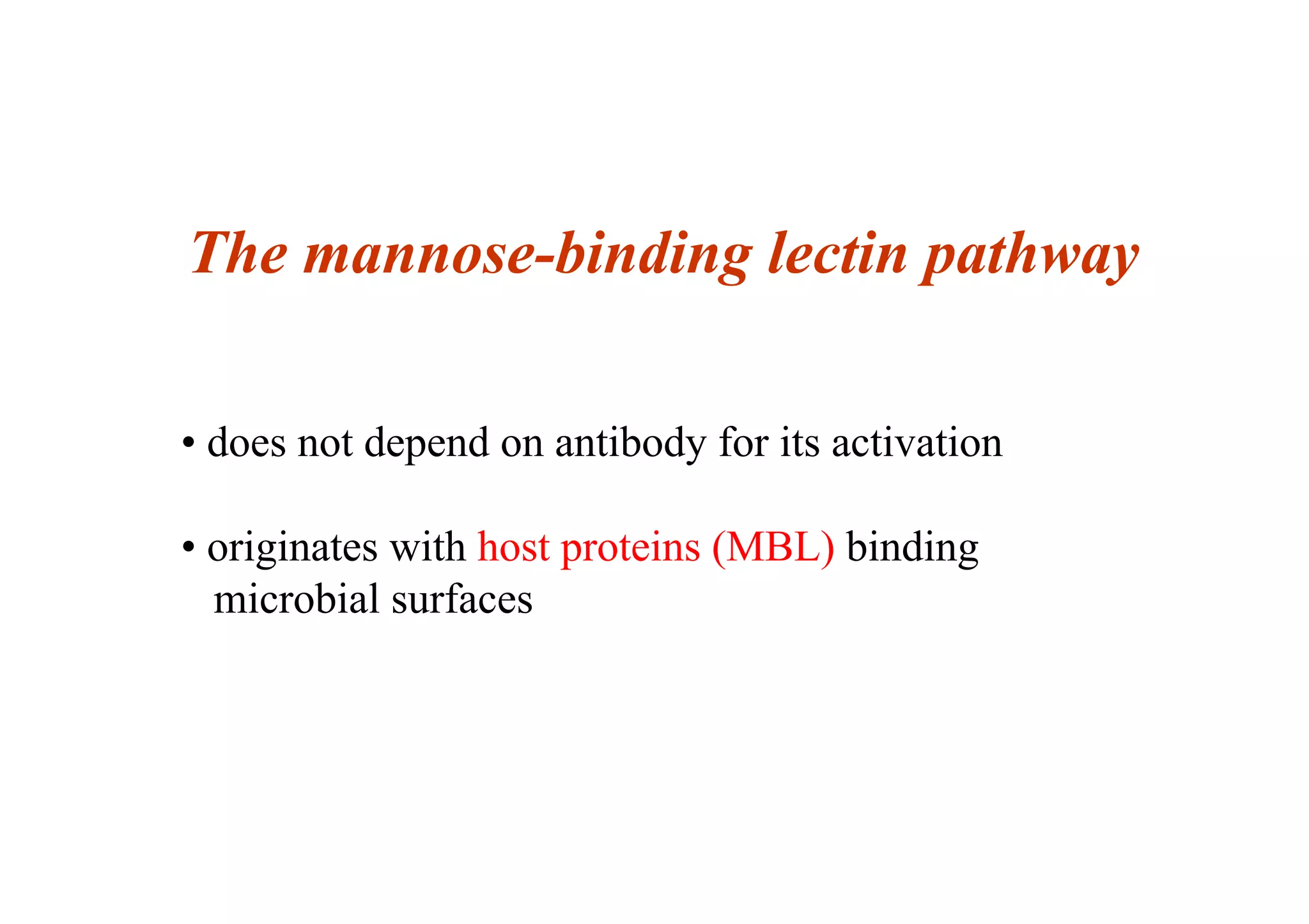 The mannose-binding lectin pathway
• does not depend on antibody for its activation
• originates with host proteins (MBL) binding
microbial surfaces
 