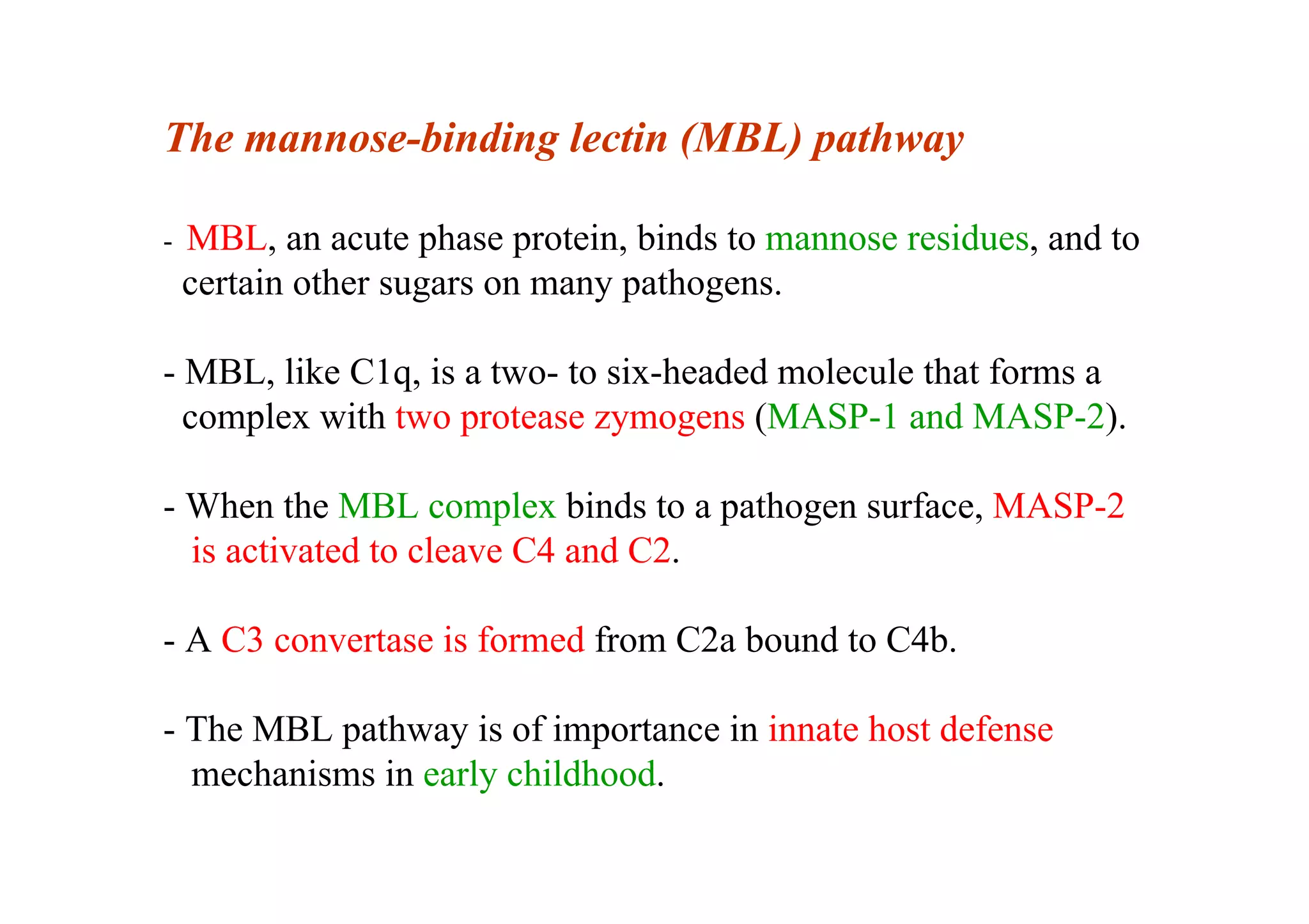 The mannose-binding lectin (MBL) pathway
- MBL, an acute phase protein, binds to mannose residues, and to
certain other sugars on many pathogens.
- MBL, like C1q, is a two- to six-headed molecule that forms a
complex with two protease zymogens (MASP-1 and MASP-2).
- When the MBL complex binds to a pathogen surface, MASP-2
is activated to cleave C4 and C2.
- A C3 convertase is formed from C2a bound to C4b.
- The MBL pathway is of importance in innate host defense
mechanisms in early childhood.
 