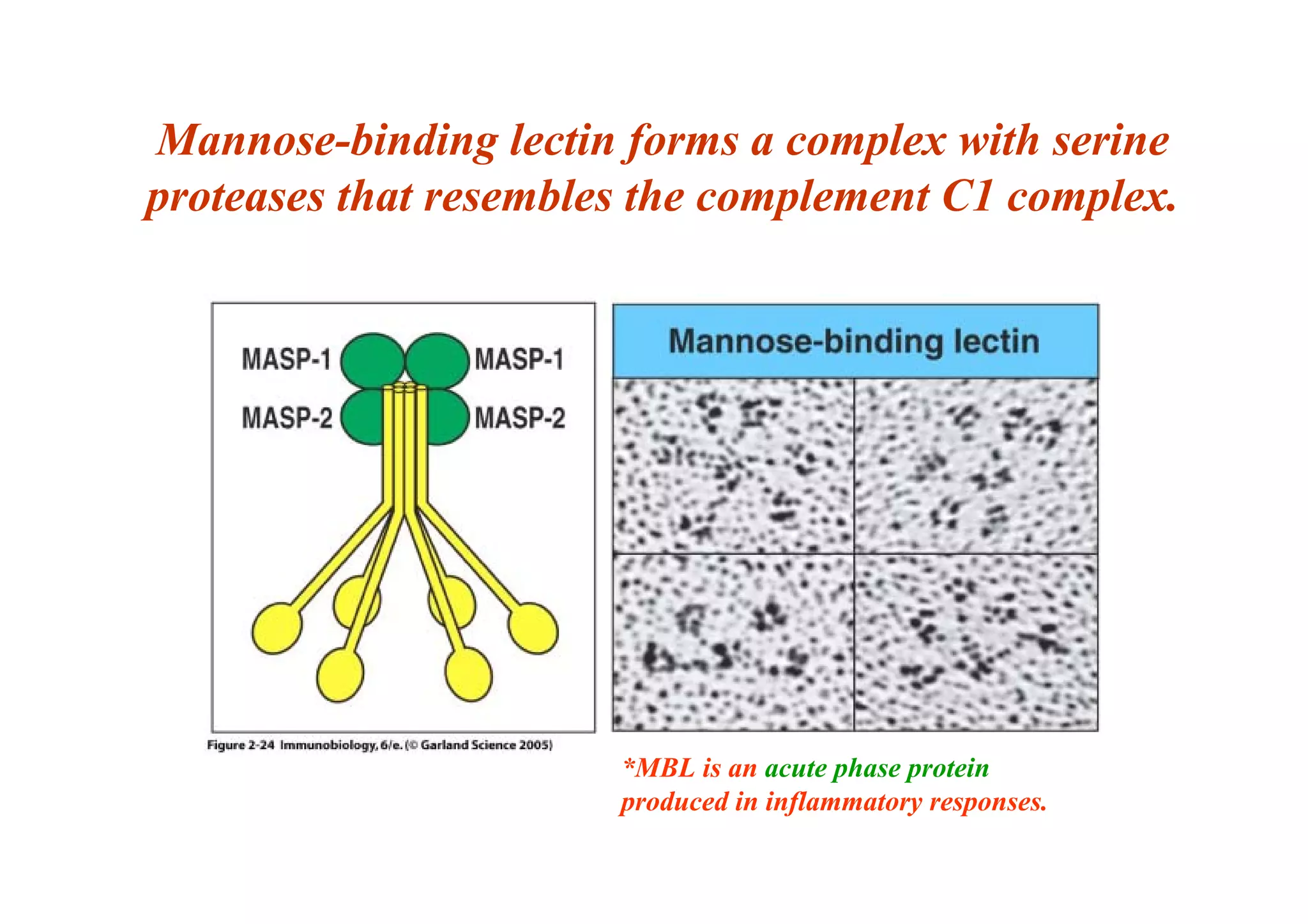 Mannose-binding lectin forms a complex with serine
proteases that resembles the complement C1 complex.
*MBL is an acute phase protein
produced in inflammatory responses.
 