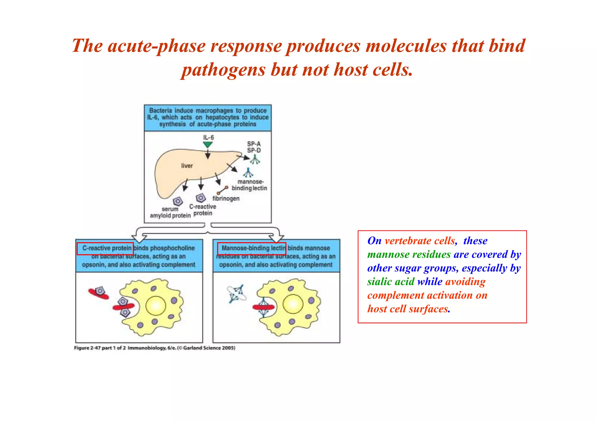 The acute-phase response produces molecules that bind
pathogens but not host cells.
On vertebrate cells, these
mannose residues are covered by
other sugar groups, especially by
sialic acid while avoiding
complement activation on
host cell surfaces.
 