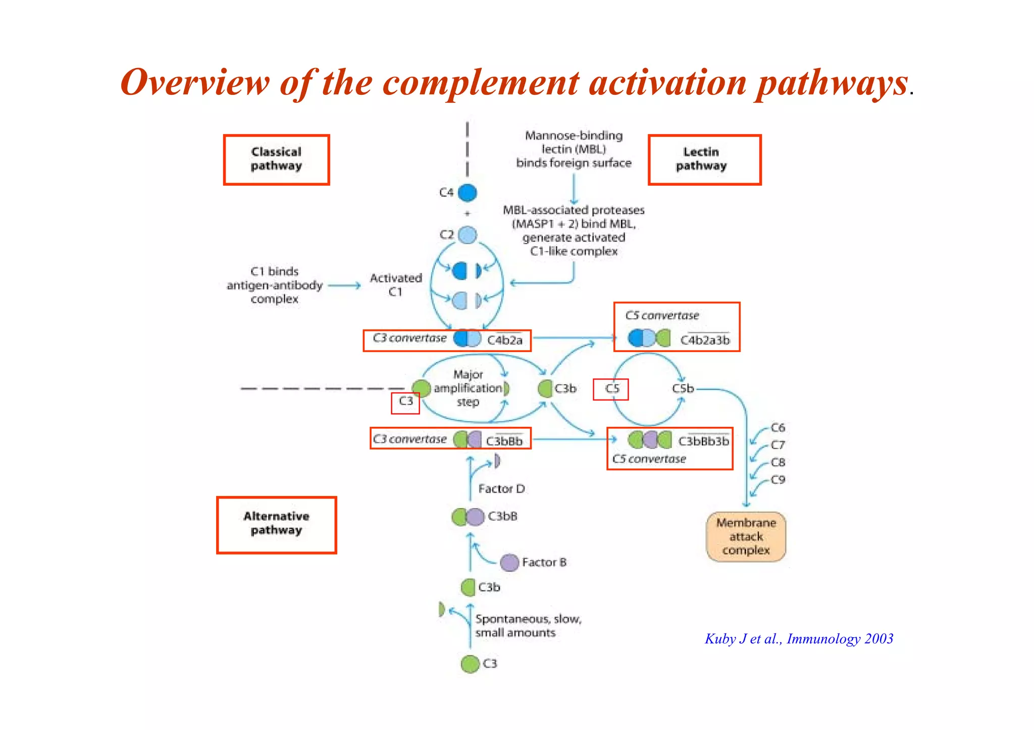Overview of the complement activation pathways.
Kuby J et al., Immunology 2003
 