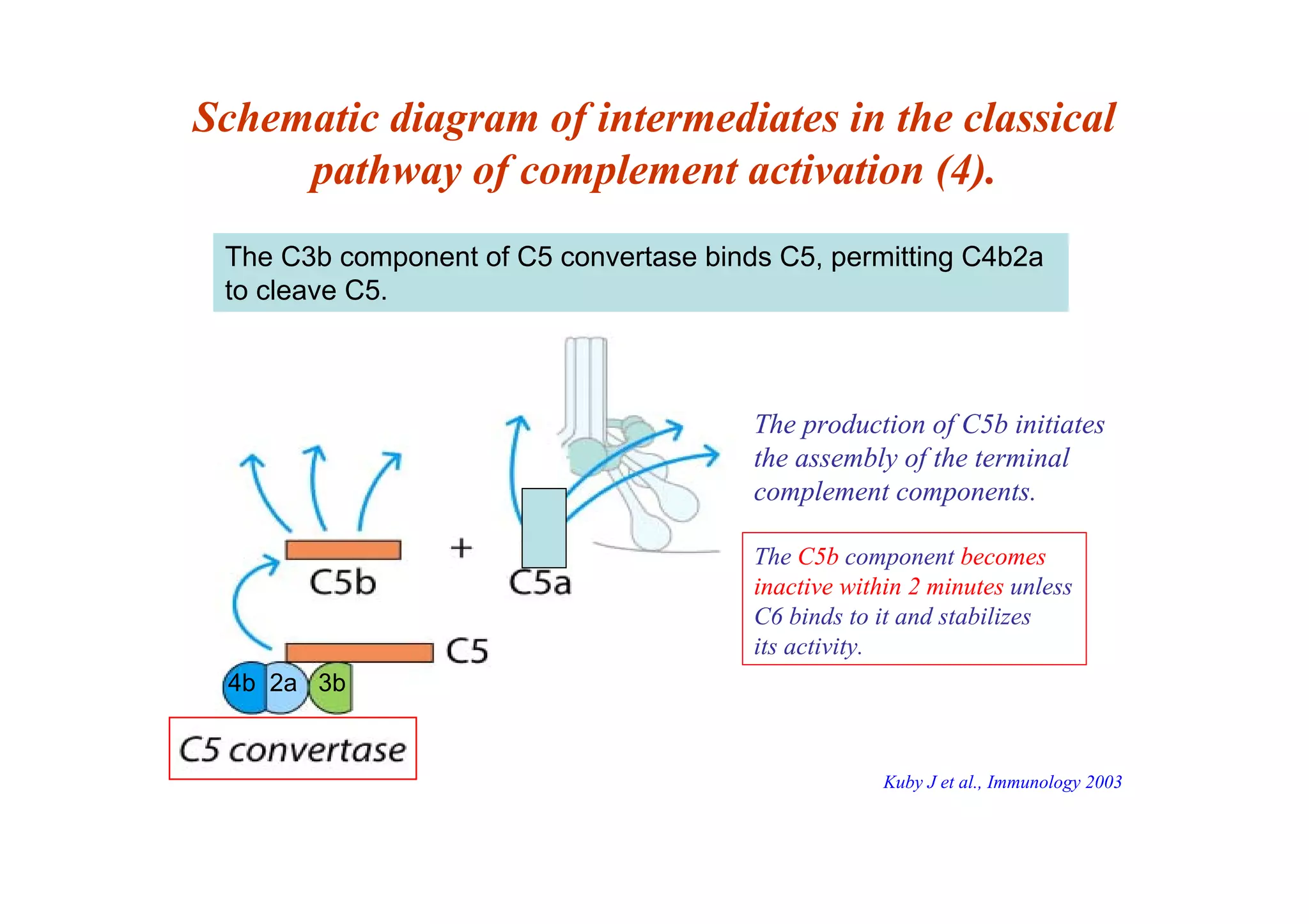 Schematic diagram of intermediates in the classical
pathway of complement activation (4).
The C3b component of C5 convertase binds C5, permitting C4b2a
to cleave C5.
The production of C5b initiates
the assembly of the terminal
complement components.
The C5b component becomes
inactive within 2 minutes unless
C6 binds to it and stabilizes
its activity.
4b 2a 3b
Kuby J et al., Immunology 2003
 