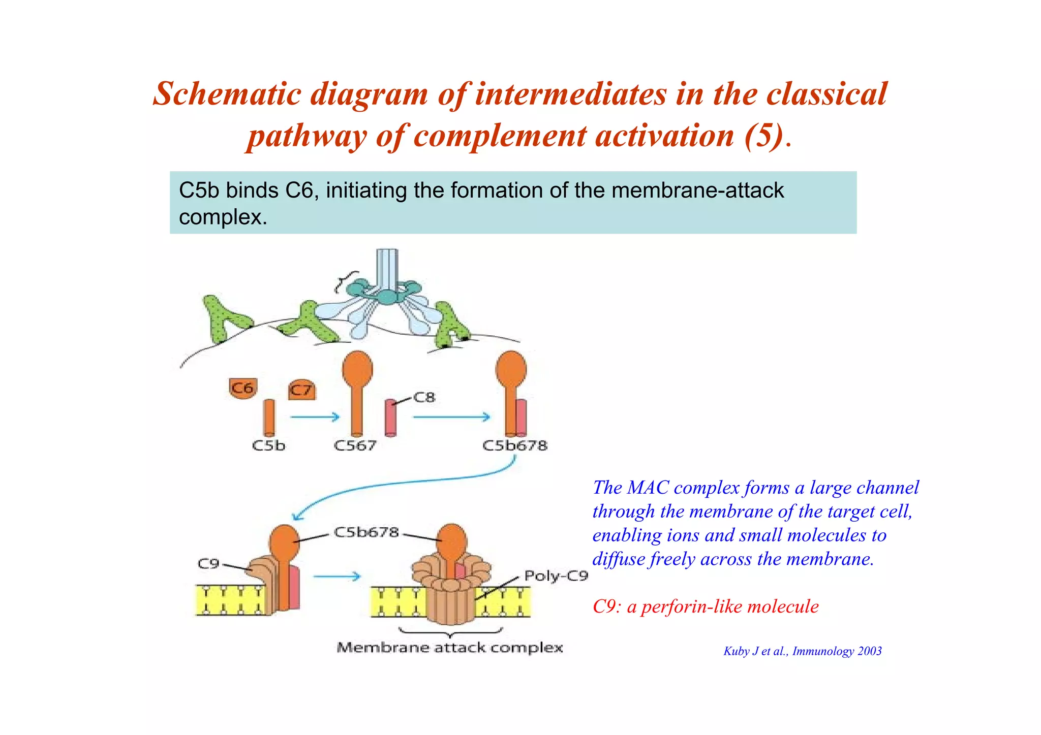 Schematic diagram of intermediates in the classical
pathway of complement activation (5).
C5b binds C6, initiating the formation of the membrane-attack
complex.
The MAC complex forms a large channel
through the membrane of the target cell,
enabling ions and small molecules to
diffuse freely across the membrane.
C9: a perforin-like molecule
Kuby J et al., Immunology 2003
 