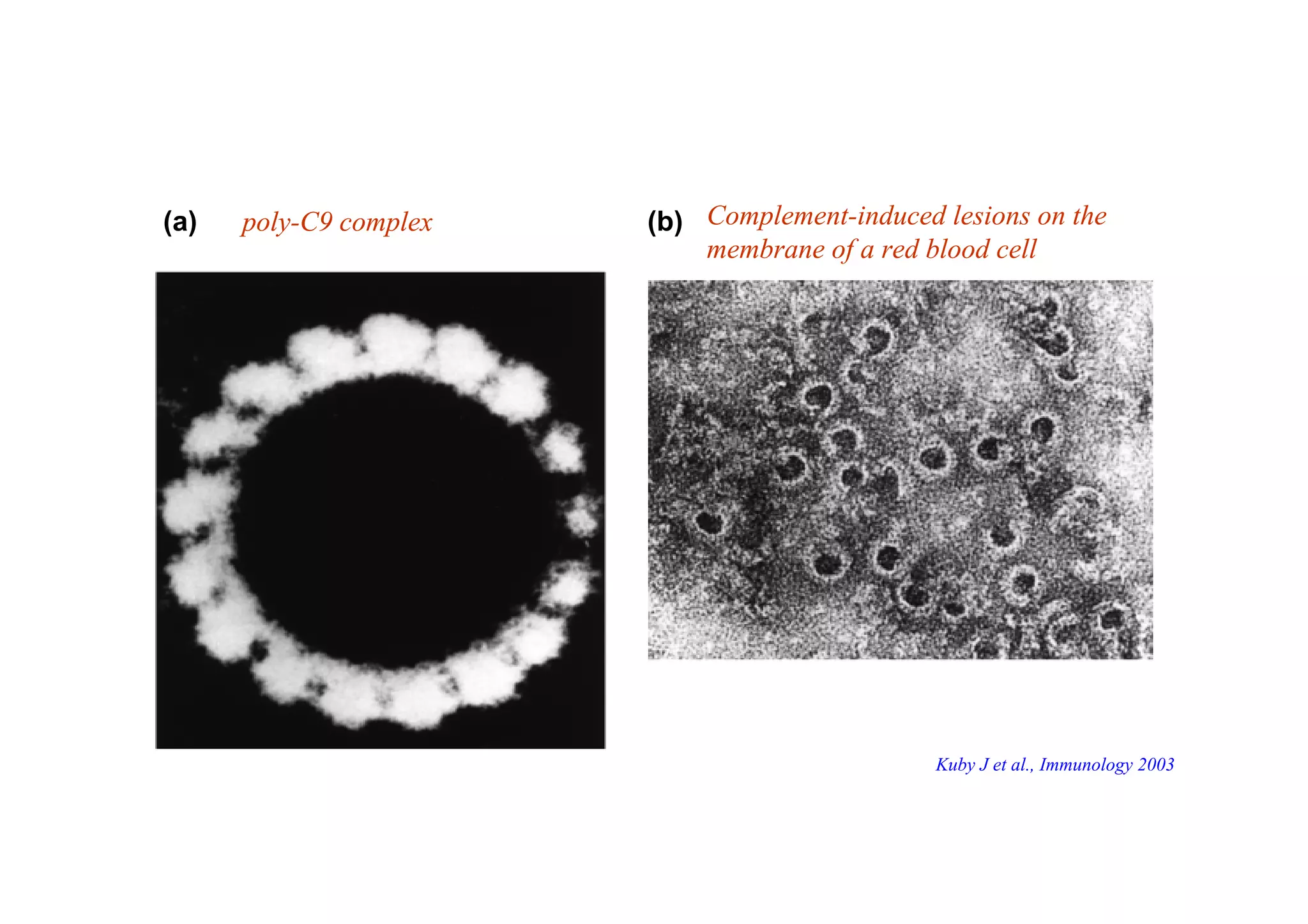 (a) (b)poly-C9 complex
Kuby J et al., Immunology 2003
Complement-induced lesions on the
membrane of a red blood cell
 
