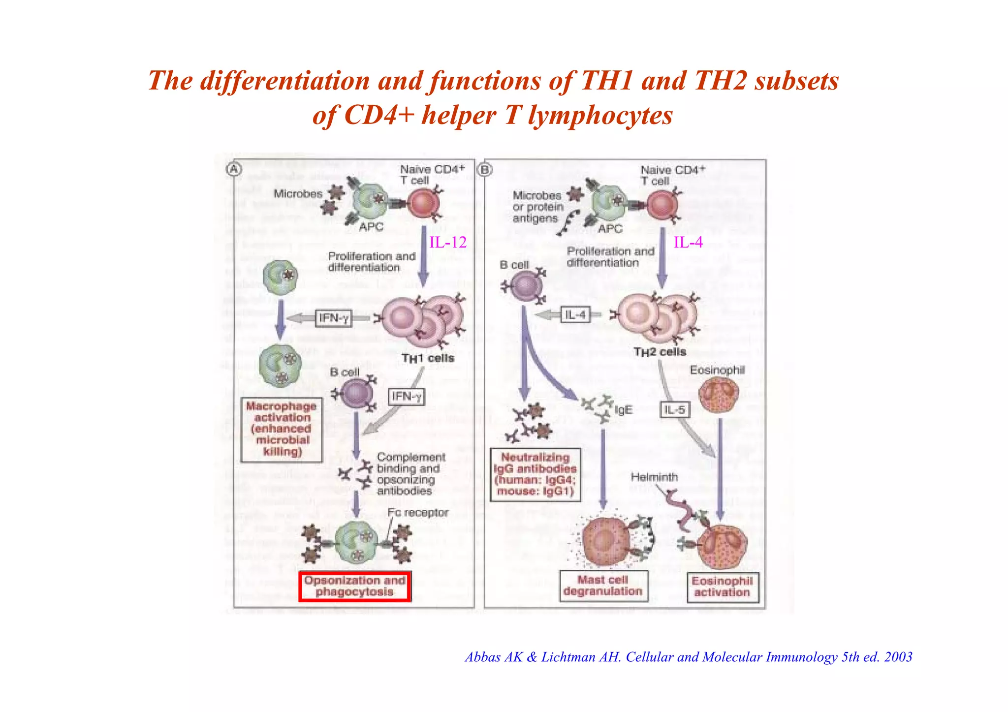 The differentiation and functions of TH1 and TH2 subsets
of CD4+ helper T lymphocytes
IL-12 IL-4
Abbas AK & Lichtman AH. Cellular and Molecular Immunology 5th ed. 2003
 