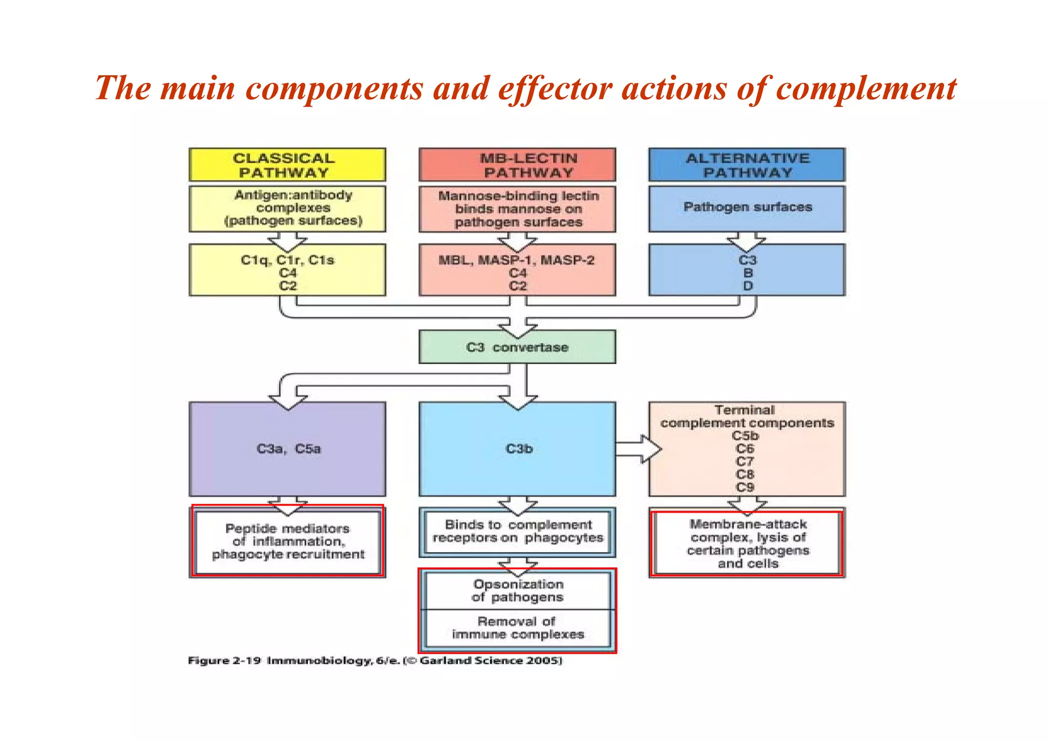 The main components and effector actions of complement
 
