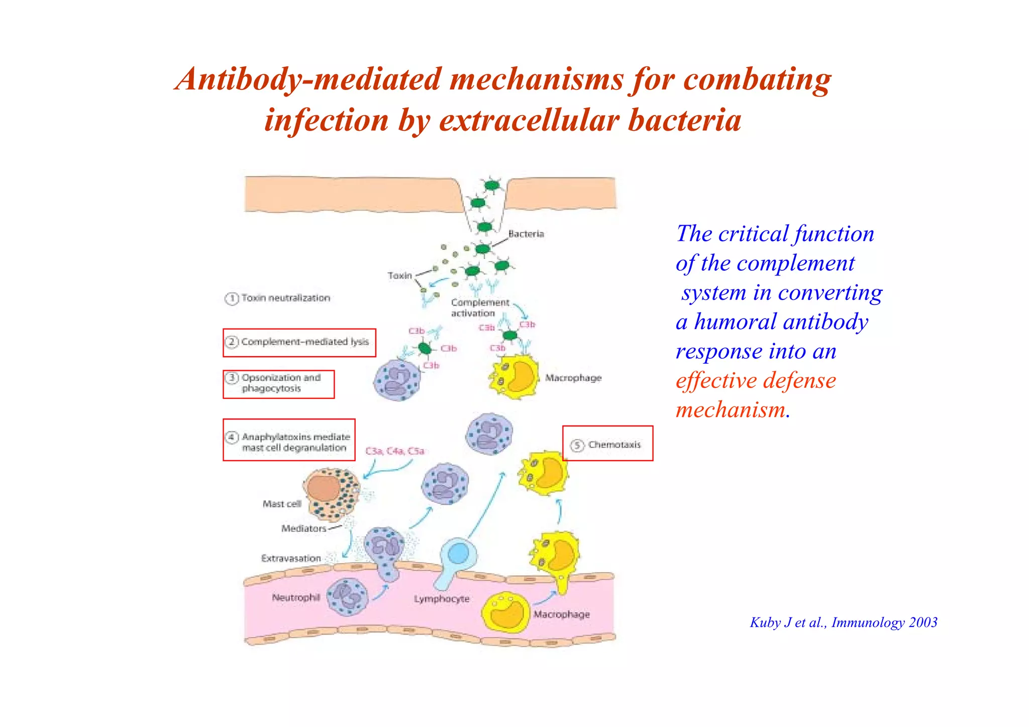 Antibody-mediated mechanisms for combating
infection by extracellular bacteria
The critical function
of the complement
system in converting
a humoral antibody
response into an
effective defense
mechanism.
Kuby J et al., Immunology 2003
 