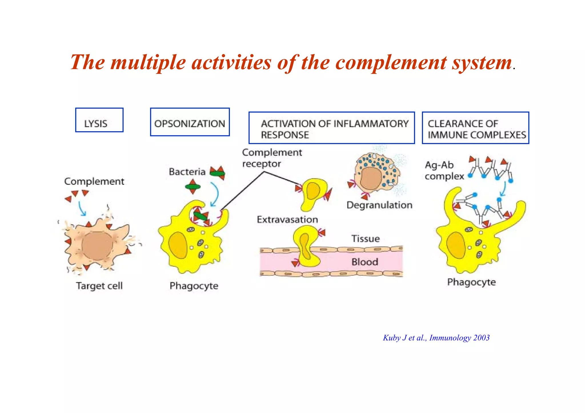 The multiple activities of the complement system.
Kuby J et al., Immunology 2003
 