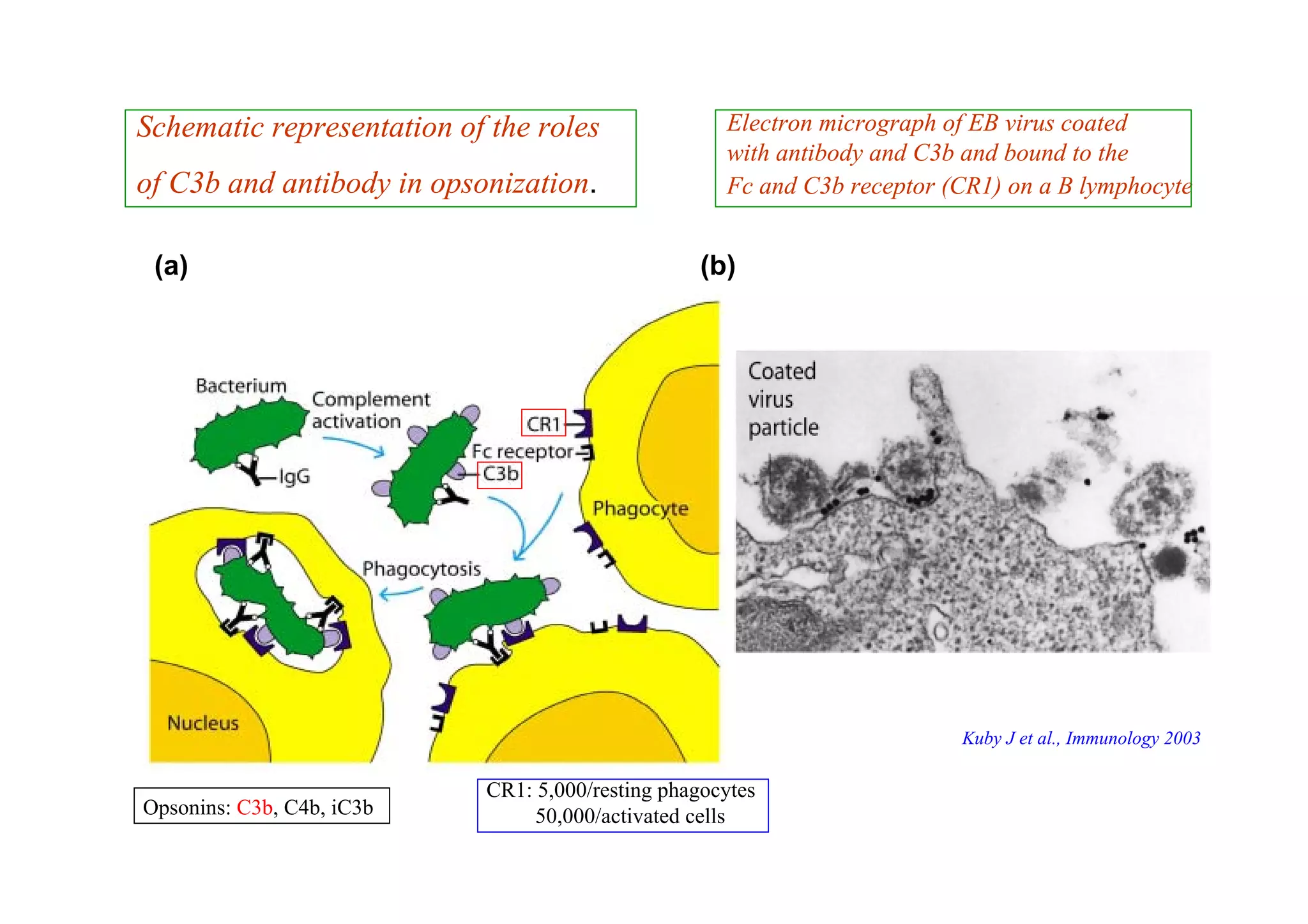 (a) (b)
Schematic representation of the roles
of C3b and antibody in opsonization.
Opsonins: C3b, C4b, iC3b
CR1: 5,000/resting phagocytes
50,000/activated cells
Kuby J et al., Immunology 2003
Electron micrograph of EB virus coated
with antibody and C3b and bound to the
Fc and C3b receptor (CR1) on a B lymphocyte
 
