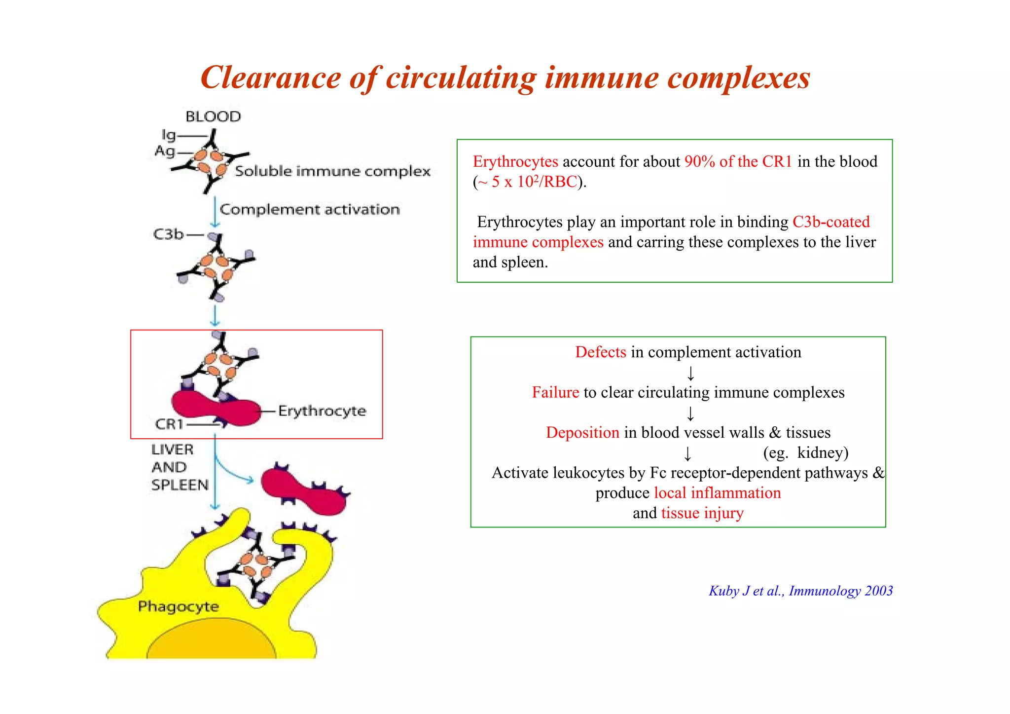 Clearance of circulating immune complexes
Defects in complement activation
↓
Failure to clear circulating immune complexes
↓
Deposition in blood vessel walls & tissues
↓ (eg. kidney)
Activate leukocytes by Fc receptor-dependent pathways &
produce local inflammation
and tissue injury
Erythrocytes account for about 90% of the CR1 in the blood
(~ 5 x 102/RBC).
Erythrocytes play an important role in binding C3b-coated
immune complexes and carring these complexes to the liver
and spleen.
Kuby J et al., Immunology 2003
 