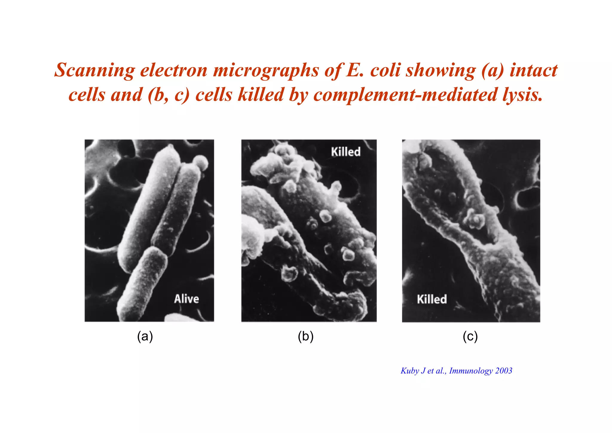 Scanning electron micrographs of E. coli showing (a) intact
cells and (b, c) cells killed by complement-mediated lysis.
(a) (b) (c)
Kuby J et al., Immunology 2003
 