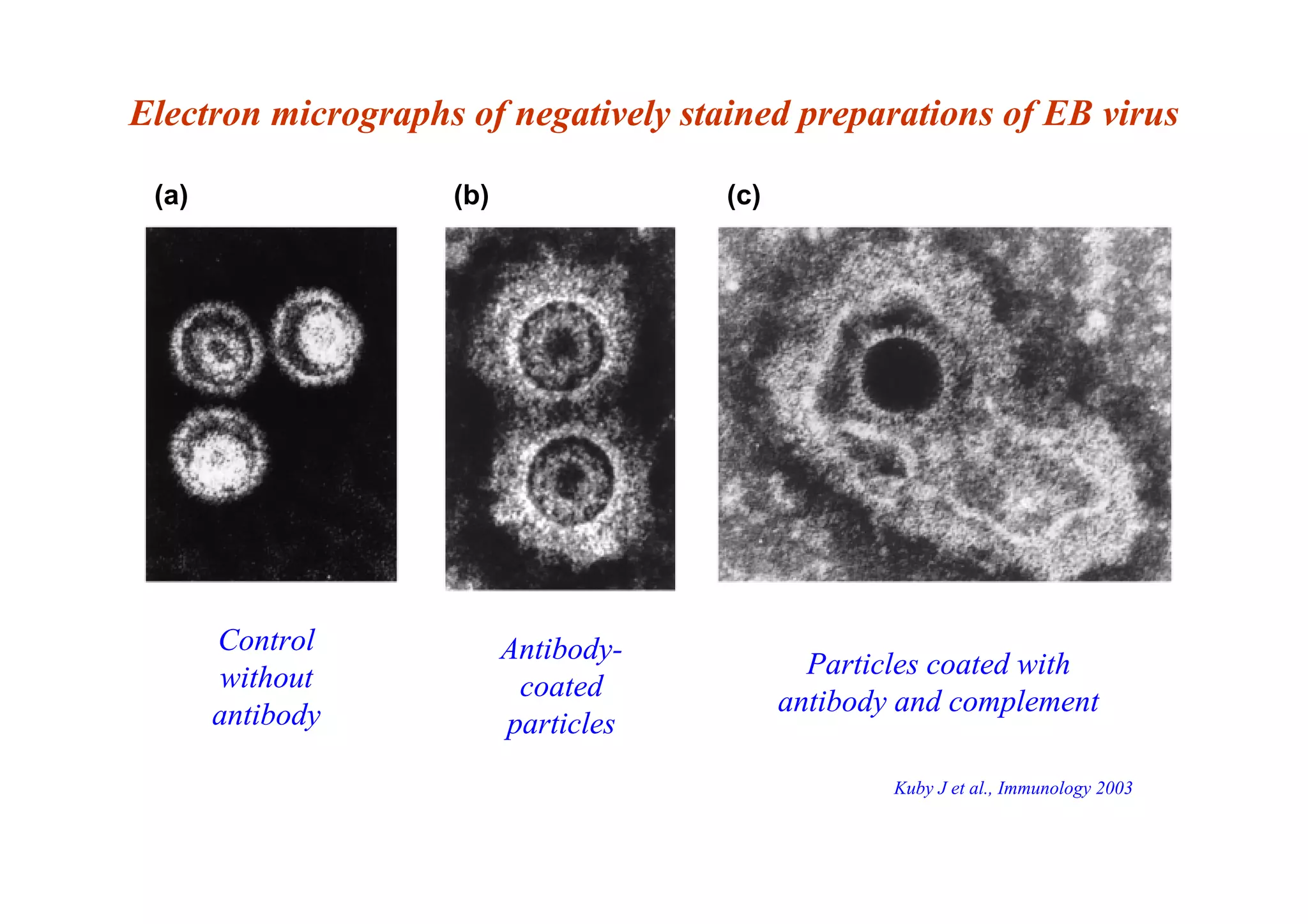 (a) (b) (c)
Electron micrographs of negatively stained preparations of EB virus
Control
without
antibody
Antibody-
coated
particles
Particles coated with
antibody and complement
Kuby J et al., Immunology 2003
 
