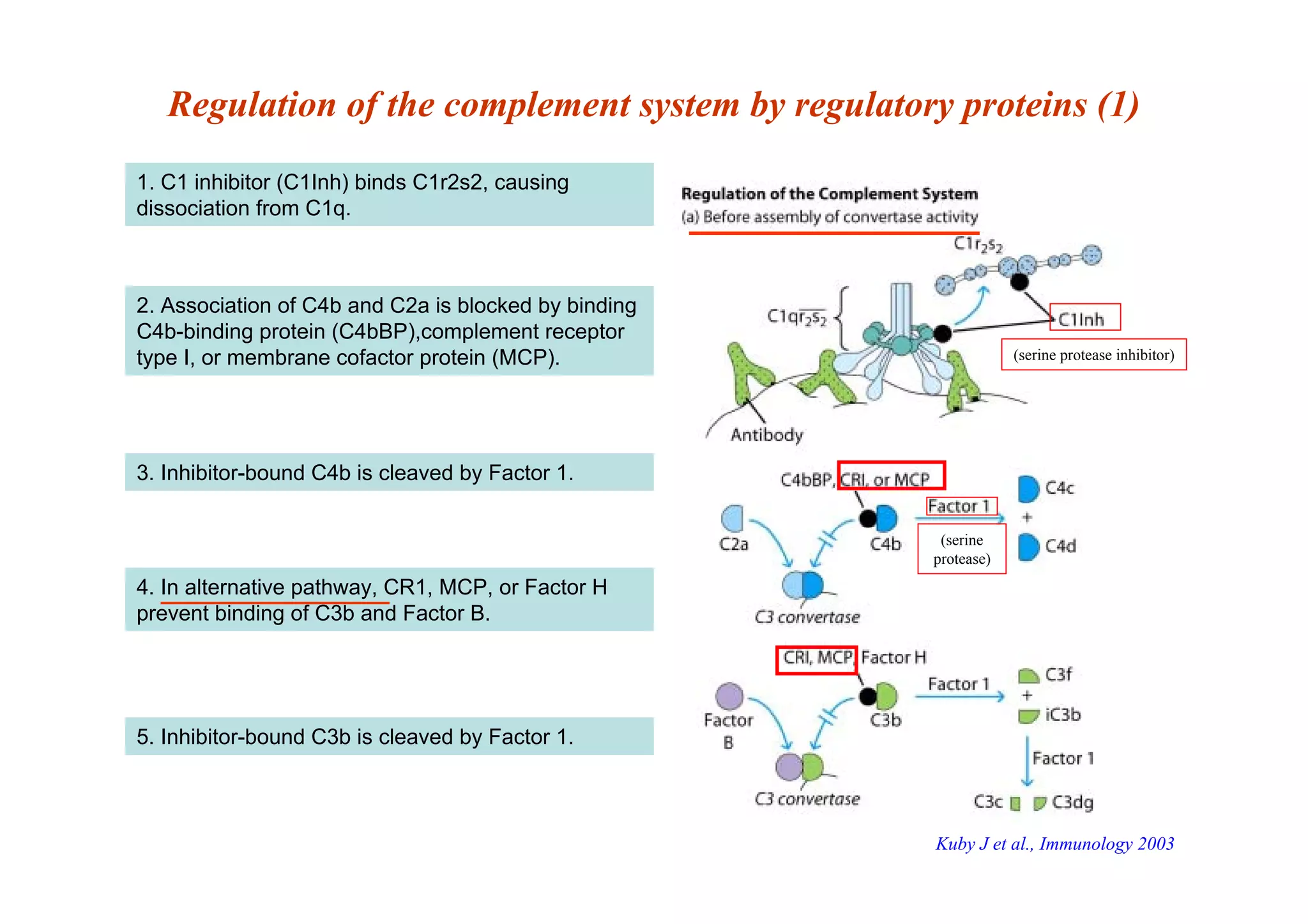 Regulation of the complement system by regulatory proteins (1)
1. C1 inhibitor (C1Inh) binds C1r2s2, causing
dissociation from C1q.
2. Association of C4b and C2a is blocked by binding
C4b-binding protein (C4bBP),complement receptor
type I, or membrane cofactor protein (MCP).
3. Inhibitor-bound C4b is cleaved by Factor 1.
4. In alternative pathway, CR1, MCP, or Factor H
prevent binding of C3b and Factor B.
5. Inhibitor-bound C3b is cleaved by Factor 1.
(serine protease inhibitor)
(serine
protease)
Kuby J et al., Immunology 2003
 