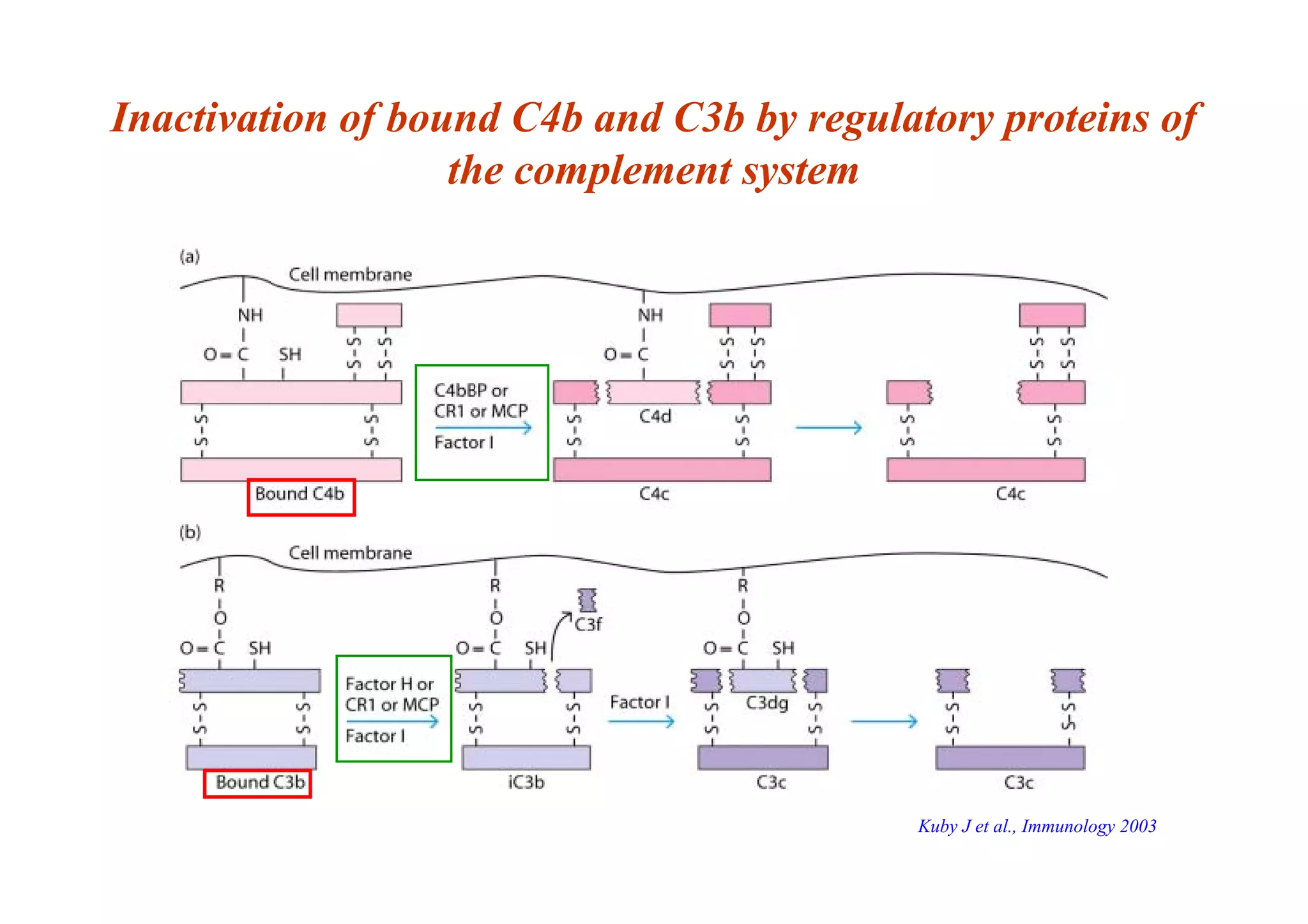 Inactivation of bound C4b and C3b by regulatory proteins of
the complement system
Kuby J et al., Immunology 2003
 