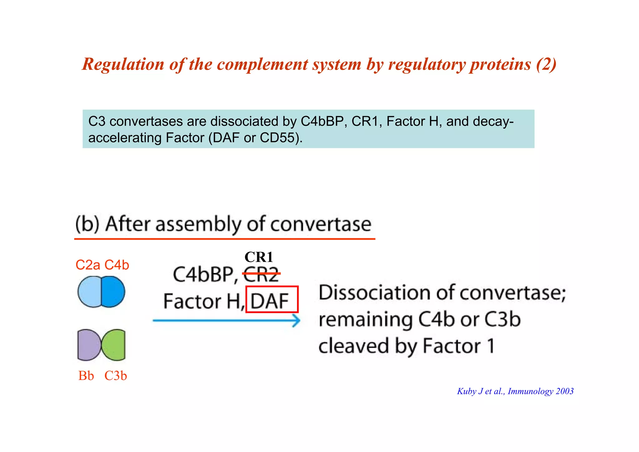 Regulation of the complement system by regulatory proteins (2)
C3 convertases are dissociated by C4bBP, CR1, Factor H, and decay-
accelerating Factor (DAF or CD55).
C2a C4b
CR1
Bb C3b
Kuby J et al., Immunology 2003
 