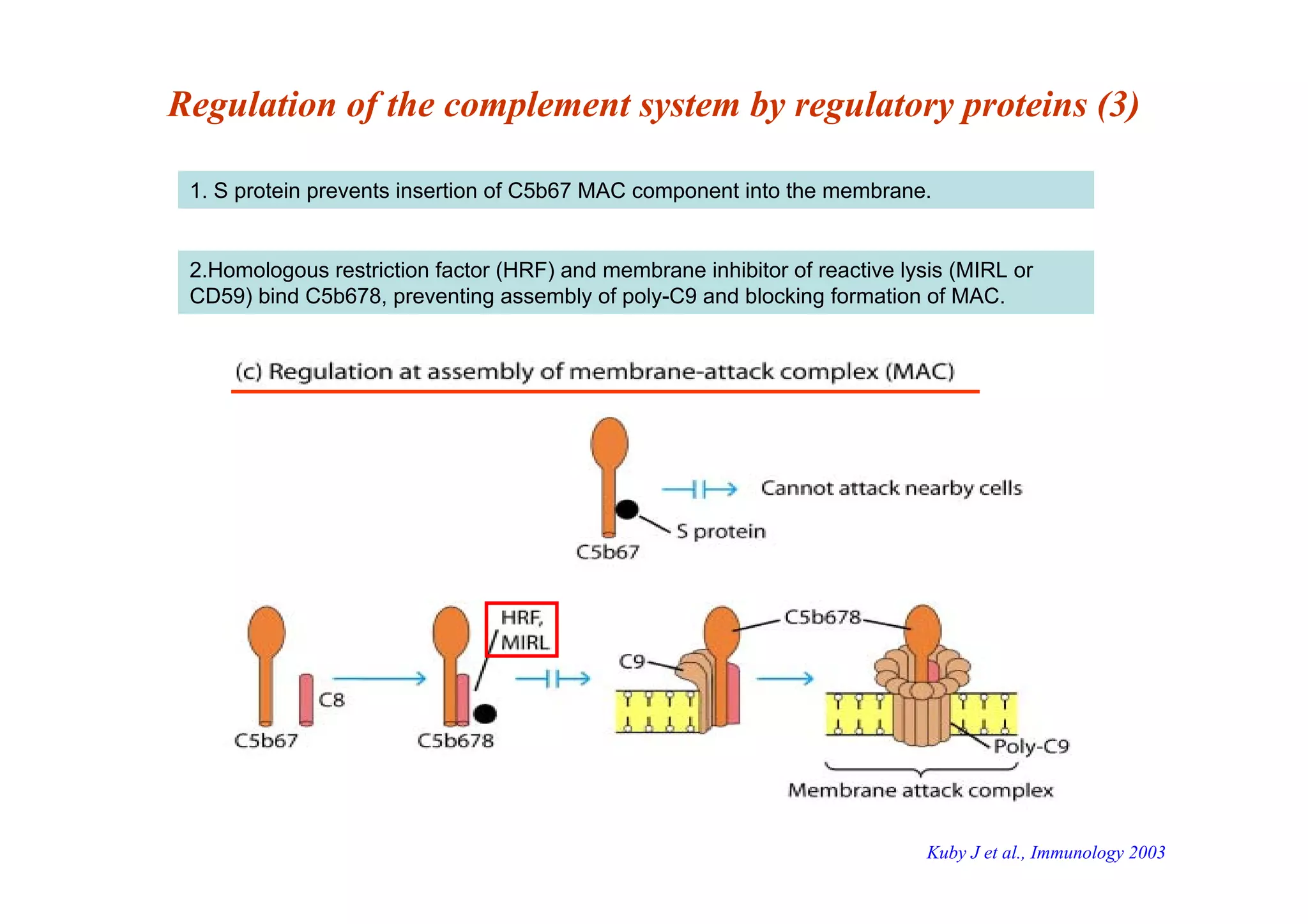 Regulation of the complement system by regulatory proteins (3)
1. S protein prevents insertion of C5b67 MAC component into the membrane.
2.Homologous restriction factor (HRF) and membrane inhibitor of reactive lysis (MIRL or
CD59) bind C5b678, preventing assembly of poly-C9 and blocking formation of MAC.
Kuby J et al., Immunology 2003
 