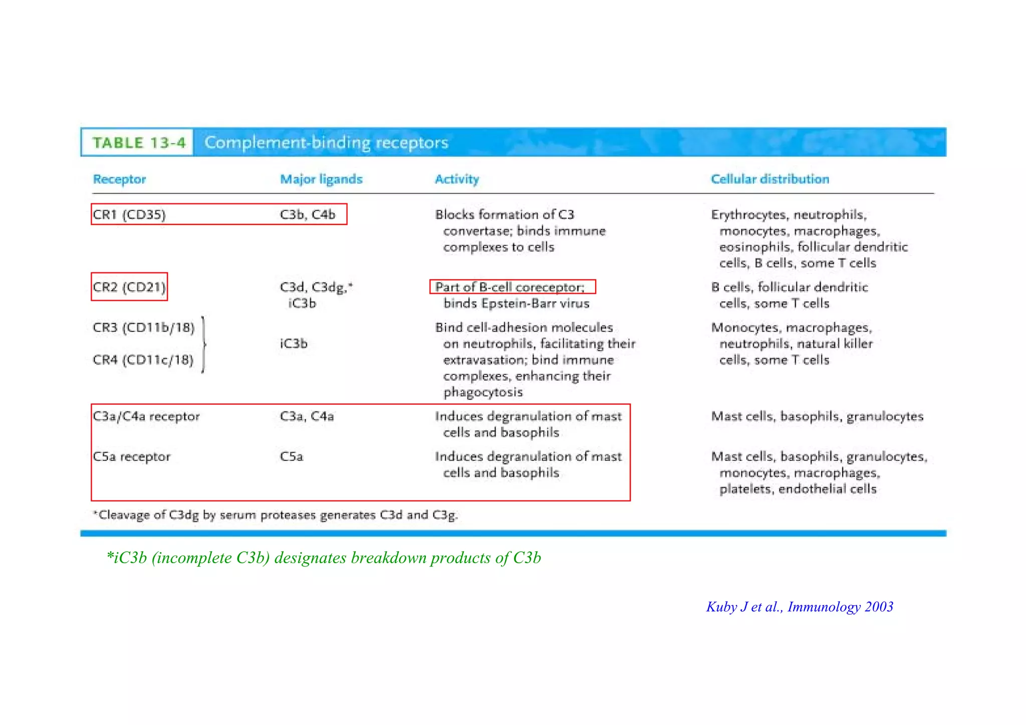 *iC3b (incomplete C3b) designates breakdown products of C3b
Kuby J et al., Immunology 2003
 