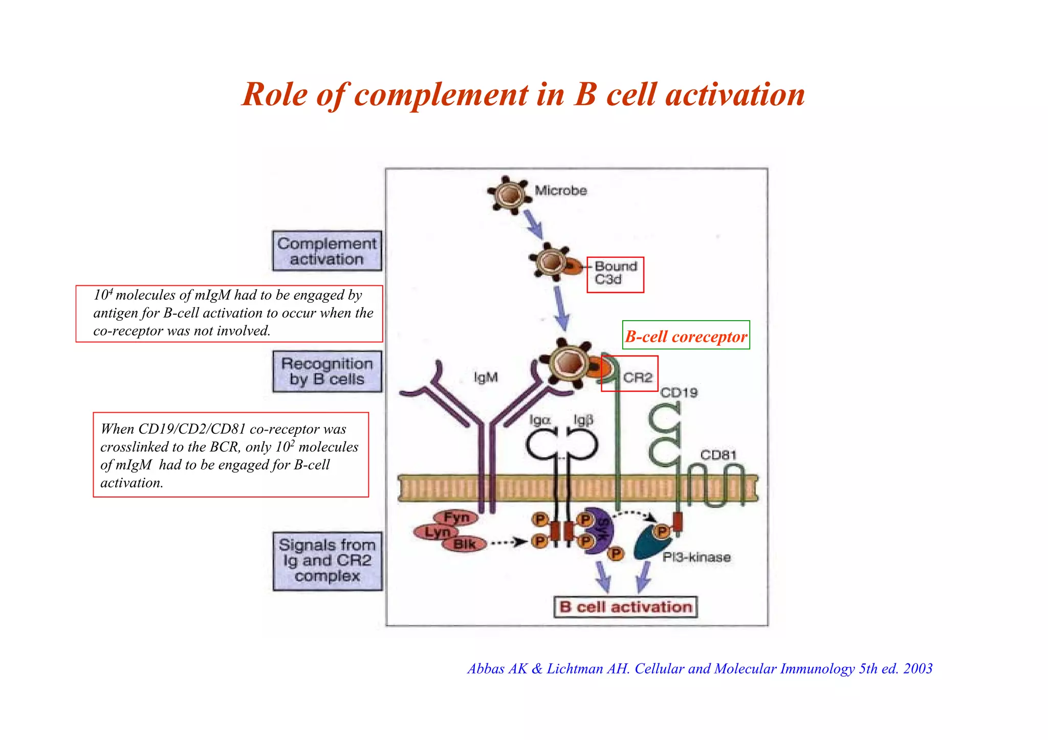 Role of complement in B cell activation
B-cell coreceptor
Abbas AK & Lichtman AH. Cellular and Molecular Immunology 5th ed. 2003
104
molecules of mIgM had to be engaged by
antigen for B-cell activation to occur when the
co-receptor was not involved.
When CD19/CD2/CD81 co-receptor was
crosslinked to the BCR, only 102
molecules
of mIgM had to be engaged for B-cell
activation.
 