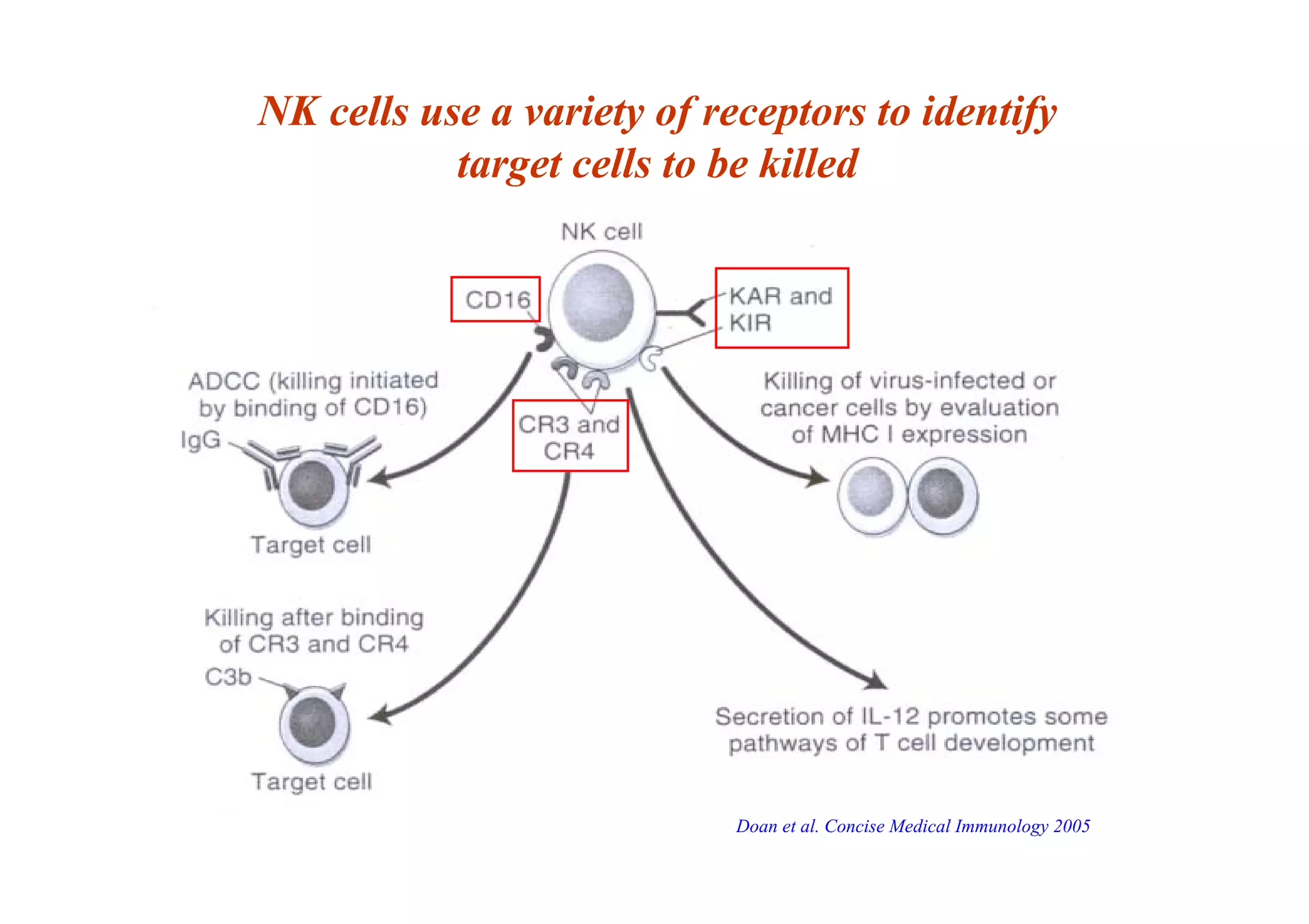 NK cells use a variety of receptors to identify
target cells to be killed
Doan et al. Concise Medical Immunology 2005
 
