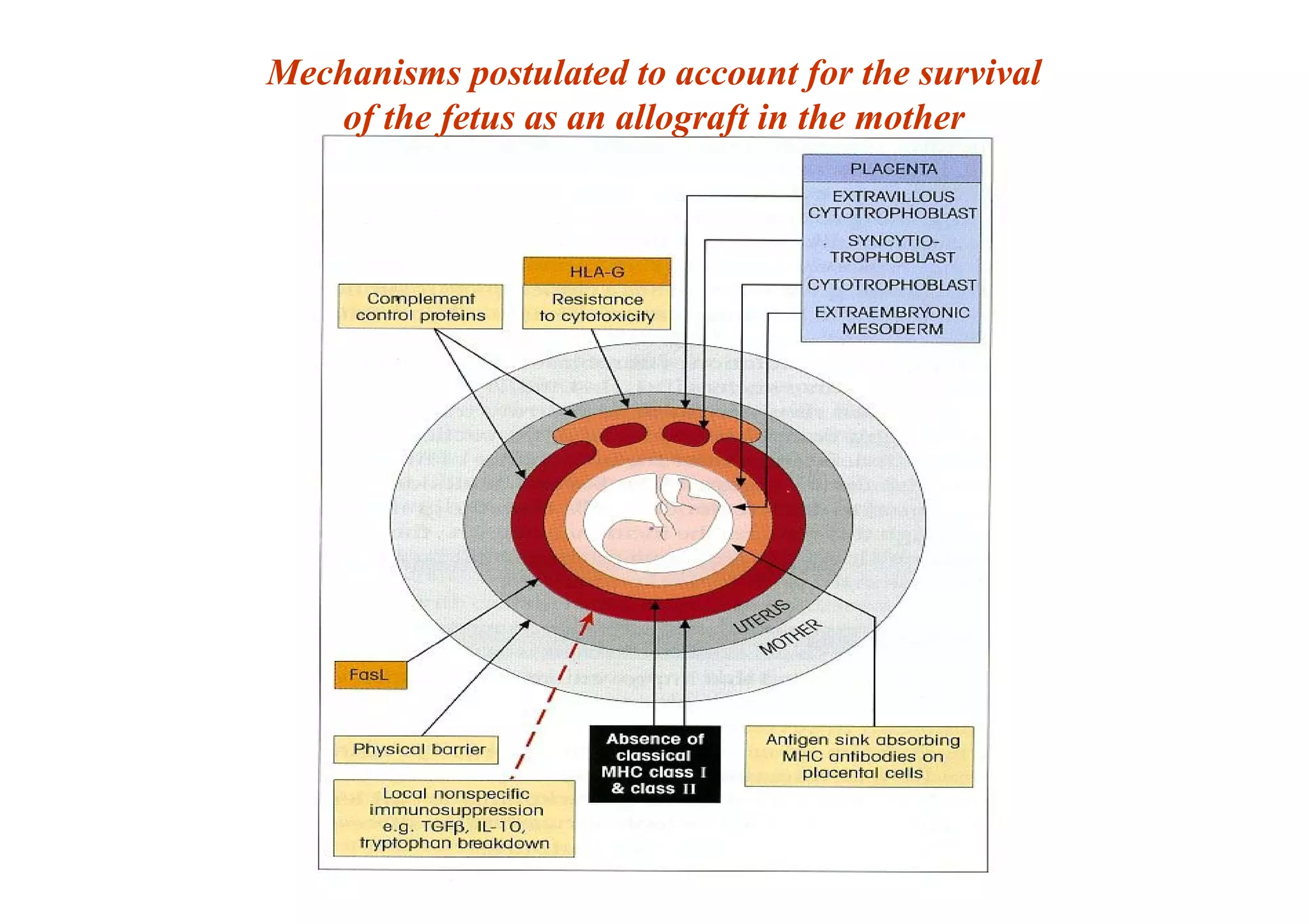 Mechanisms postulated to account for the survival
of the fetus as an allograft in the mother
 