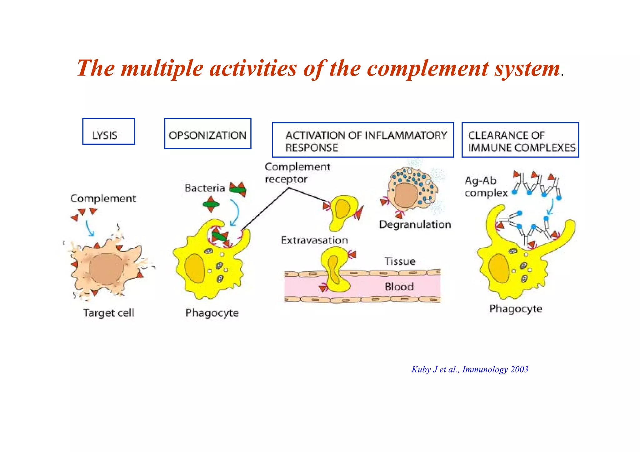 The multiple activities of the complement system.
Kuby J et al., Immunology 2003
 