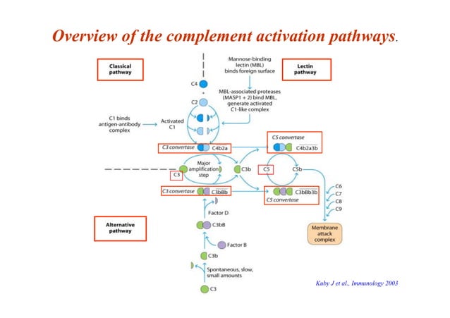 The Complement System | PPT