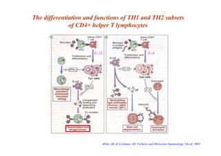 Th1 Function The Complement System | PDF