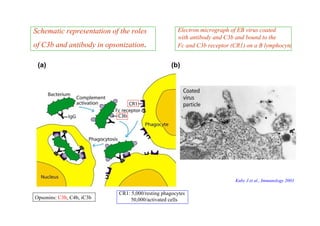 The Complement System | PDF