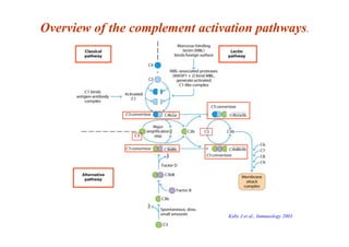 Overview of the complement activation pathways.
Kuby J et al., Immunology 2003
 