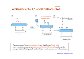 _____
Hydrolysis of C3 by C3 convertase C4b2a
The membranes of most mammalian cells have high levels of sialic acid,
which...