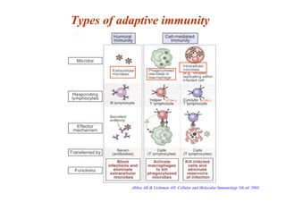 Types of adaptive immunity
(CD4+) (CD8+)
Abbas AK & Lichtman AH. Cellular and Molecular Immunology 5th ed. 2003
 