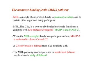 The mannose-binding lectin (MBL) pathway
- MBL, an acute phase protein, binds to mannose residues, and to
certain other su...