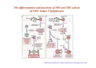 The differentiation and functions of TH1 and TH2 subsets
of CD4+ helper T lymphocytes
IL-12 IL-4
Abbas AK & Lichtman AH. C...