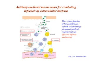 Antibody-mediated mechanisms for combating
infection by extracellular bacteria
The critical function
of the complement
sys...