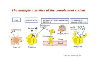 The multiple activities of the complement system.
Kuby J et al., Immunology 2003
 