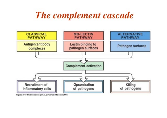 the complement system complement cascade