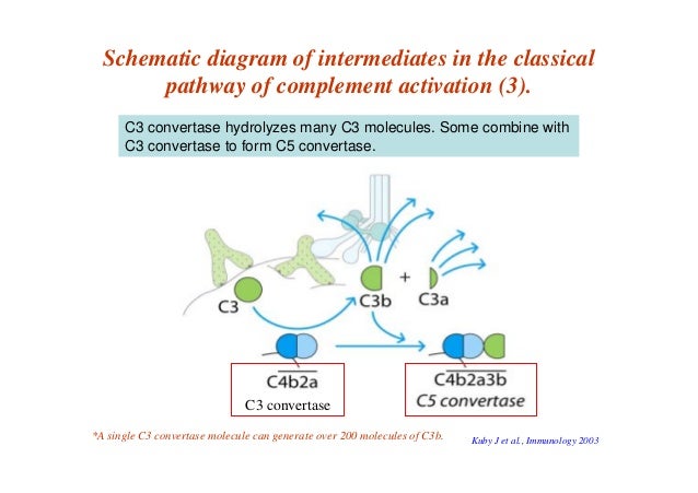 The Complement System