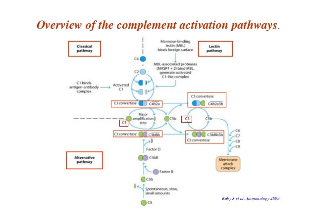 The Complement System